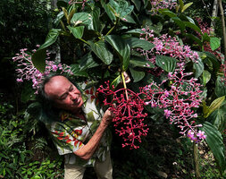Patrick Blanc observing a Medinilla with huge pink inflorescences and purple infructescences, most probably close to M. teysmannii, Apolong, Negros Oriental, Philippines, Jan. 2025