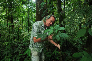 Patrick Blanc observing an adult flowering individual of a small shrubby forest understory papaya, Vasconcellea cf. monoica, Yasuni NP, Ecuador, Aug. 2021