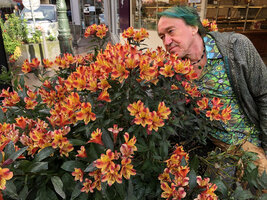Patrick Blanc observing an Alstroemeria cultivar, Trouville, France, June 2020