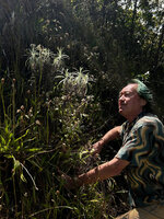 Patrick Blanc observing Anaphalis longifolia, Mt Ramelau, Timor-Leste, Aug. 2026