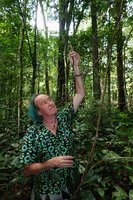 Patrick Blanc observing and holding the freely hanging shiny black barbed root of the new Cercestis species, Ebodje, Campo, Cameroon, Sept. 2023