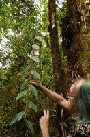 Patrick Blanc observing an epiphytic reclining Riedelia, Tari, 2000 m asl, Hela, Papua New Guinea, March 2016