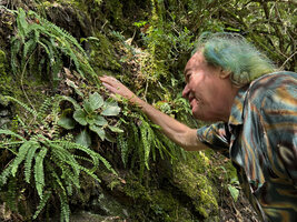 Patrick Blanc observing an individual of Ramonda myconi with maturing capsular fruits, Pyrenees, Andorra, July 2025