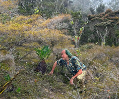 Patrick Blanc observing an old huge terrestrial Myrmephytum arfakianum under the shelter of Baeckea frutescens, close to mossy forest edge, Anggi Lakes, 2300 m asl, Arfak Mts, West Papua, May 2025