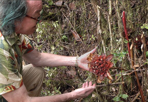 Patrick Blanc observing an old inflorescence of Elettaria floribunda at the fruiting stage but still producing new flowers, Horton Plains, Sri Lanka, Nov. 2024