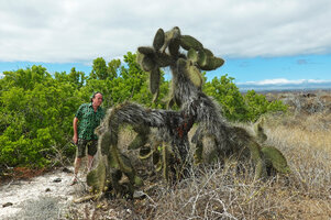 Patrick Blanc observing an old Opuntia galapageia var. myriacantha covered by countless huge spines, Las Bachas, Santa Cruz, Galapagos, Aug. 2021