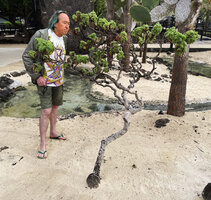 Patrick Blanc observing an old Scalesia helleri planted in a garden, Santa Cruz, Galapagos, Aug. 2021
