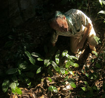 Patrick Blanc observing a Peliosanthes species with bullate leaves, Ba Be NP, Vietnam, Nov. 2017