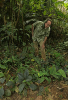 Patrick Blanc observing a population of Ardisia with brown leaves, Putao, Kachin, Myanmar, Dec. 2017
