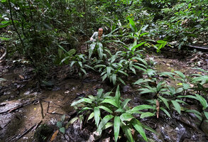 Patrick Blanc observing a population of a very small form of Musa beccarii in a forest swampy lowground, Deramakot FR, Sabah, Borneo, July 2022