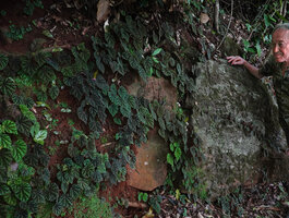Patrick Blanc observing a population of Begonia riparia on a vertical rocky bank, Sanje waterfall, Udzungwa NP, 600 m asl, Tanzania, Jan. 2021