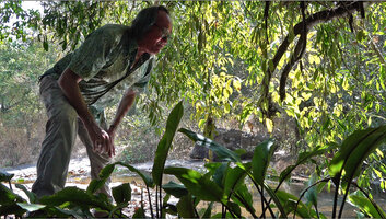 Patrick Blanc observing a population of Lagenandra ovata just under the hanging curtain stems of Pothos scandens, Chelavara Falls, Coorg, Karnataka, India, Jan.2023