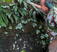 Patrick Blanc observing a population of Loxocarpus incanus on a vertical mossy rock face just 41 years after his first observation in 1984 in the same area, Penang Hill, Malaysia, Sept. 2025