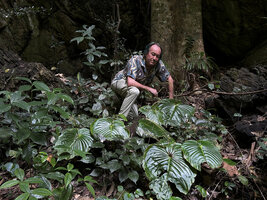 Patrick Blanc observing a population of Monophyllaea horsfieldii, each plant reduced to its giant macrocotyledon, Ipoh, Malaysia, Sept. 2025