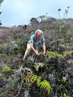 Patrick Blanc observing a population of Riedelia cf. montana in upland savanna, Anggi Lakes, 2300 m asl, Arfak Mts, West Papua, May 2025