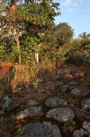 Patrick Blanc observing a Schefflera at sunset behind the breast shaped sandstone emergences, Phu Hin Rong Kla NP, Phitsanulok, Thailand, Nov. 2018