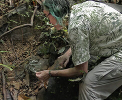 Patrick Blanc observing a shiny dark brown form of  Cyrtandra cf. disparoides on a vertical rocky bank above a forest stream, Deramakot FR, Sabah, Borneo, July 2022