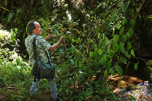 Patrick Blanc observing a shrubby Rubiaceae, Parque Ecologico Chichel, Quiche, Guatemala, Dec. 2019