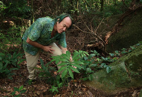 Patrick Blanc observing Asterostigma tweedianum, Florianopolis, Brazil, Oct. 2018