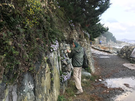 Patrick Blanc observing Aster spathulifoius growing on vertical rocks facing the sea spray, Igidae Park, Busan, South Korea, Oct. 2017