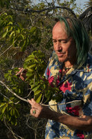 Patrick Blanc observing a Tabebuia species growing on serpentine rocks, Holguin, Cuba, Feb.2017