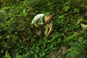 Patrick Blanc observing a vegetative population of Peliosanthes cf. sinica, Ba Be NP, Vietnam, Nov. 2017