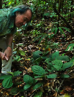 Patrick Blanc observing a vegetative population of the creeping subshrubby Piper cf. vestitum, Sepilok FR, Sabah, Borneo, July 2022 