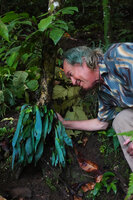Patrick Blanc observing a very bright blue iridescent individual of Antrophyum callifolium, Warsambin, Waigeo, Raja Ampat, West Papua, May 2025