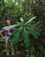 Patrick Blanc observing a young monocaulous Campnosperma auriculatum, Mac Ritchie, Singapore, March 2019