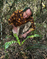 Patrick Blanc observing a young Ravenala blancii with characteristic long narrow parabolic decurrent leaves without petiole, Anamalazaotra NP, Andasibe, Madagascar, Aug. 2024