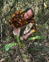 Patrick Blanc observing a young Ravenala blancii with long narrow parabolic decurrent leaves without petiole, Anamalazaotra NP, Andasibe, Madagascar, Aug. 2024