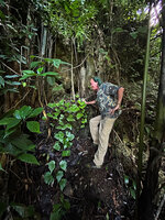 Patrick Blanc observing Begonia cf. acuminatissima on vertical karst boulder, Lazi, Siquijor, Philippines, Jan. 2025