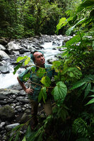 Patrick Blanc observing Begonia weigallii growing on the banks of a fast flowing forest stream, Imbu Rano, Kolombangara, Solomon Islands, Sept. 2019