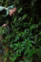 Patrick Blanc observing Begonia harlingii, Mashpi FR, Pichincha, Ecuador, Aug. 2021