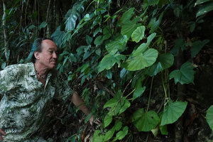 Patrick Blanc observing Begonia sericoneura on vertical limestone boulder, San Ignacio, Belize, Jan. 2020