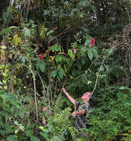 Patrick Blanc observing blooming Hellenia speciosa at forest edge, Natarbora, Timor-Leste, Aug. 2026
