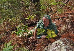 Patrick Blanc observing Chloranthus cf. nervosus, in pine forest understory, Bidoup Nui Ba NP, Vietnam, Nov. 2019