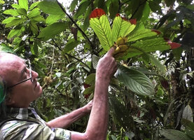 Patrick Blanc observing Columnea medicinalis, Mashpi FR, Pichincha, Ecuador, Aug. 2021