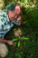 Patrick Blanc observing Cyperus chamaecephalus in forest understory, Montagne d&#039;Ambre, Madagascar, Aug. 2024