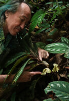 Patrick Blanc observing Cyrtandra warburgiana, the involucral pale yellow bracts creating a water tank in which the berry fruits will be maturing, Poring, Mt Kinabalu NP, 400 m asl, Sabah, Borneo, July 2022