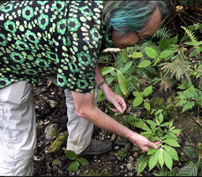 Patrick Blanc observing Elatostema strigosum in forest understory, Manusela NP, 800 m asl, Seram, Moluccas, April 2024