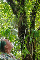 Patrick Blanc observing epiphytic ferns, Phlegmariurus harmsii, Psilotum nudum and orchids on a coral island tree, Nggatirana, Halisi, Solomon Islands, Sept. 2019