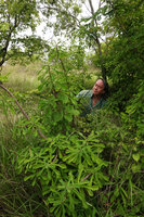 Patrick Blanc observing Euphorbia biselegans in deciduous woodland, Lupita island, Kipili, Lake Tanganyika, Tanzania, Jan.2021
