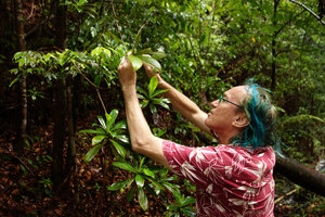 Patrick Blanc observing Ficus leaves, Kubah NP, Sarawak,Borneo Oct 2014