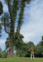 Patrick Blanc observing Ficus punctata climbing along a tree trunk and producing detached lateral branches, Dempsey Hill, Singapore, April 2025