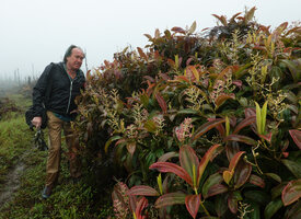 Patrick Blanc observing flowering Miconia robinsoniana, El Puntudo, Santa Cruz, Galapagos, Aug. 2021