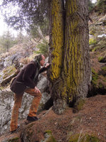 Patrick Blanc observing green lichens on a tree bark, Grisons, Switzerland, May 2016