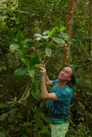 Patrick Blanc observing Hedyosmum racemosum, a member of the primitive Chloranthaceae, Chicaque, Soacha, Colombia, Oct. 2016