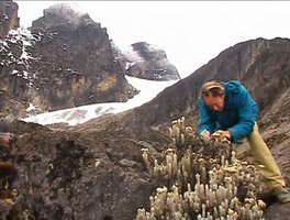 Patrick Blanc observing Helichrysum stuhlmannii as a flowering shrub at the vegetation limit altitude, in the permenent snow zone, Rwenzori Mt at 4800 m asl, Uganda, Feb. 1996