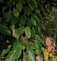 Patrick Blanc observing Heteroblemma alternifolium climbing along a tree trunk, Sukau, Kinabatangan, Sabah, Borneo, July 2022
